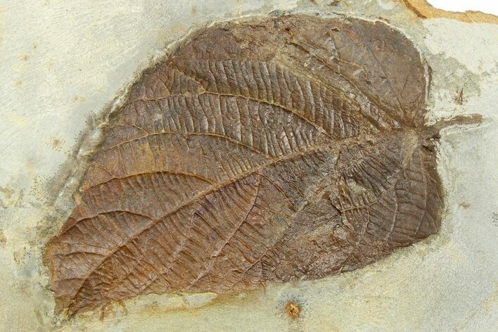 Fossil Leaf (Ficus) - Montana #262386